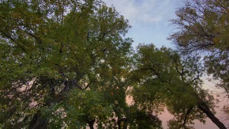 un vuelo de drones al final de la tarde bajo un dosel de árboles con una puesta de sol de tequila al revés debido al humo de los incendios forestales regionales