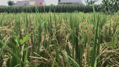 Hermosas-Plantas-De-Arroz-Verde-Asiático-En-El-Campo---Agricultura,-Ecología