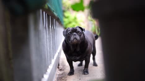 old black pug outside looking out of a gate then at the camera before walking off