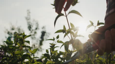 man cutting mint shoots for a cocktail