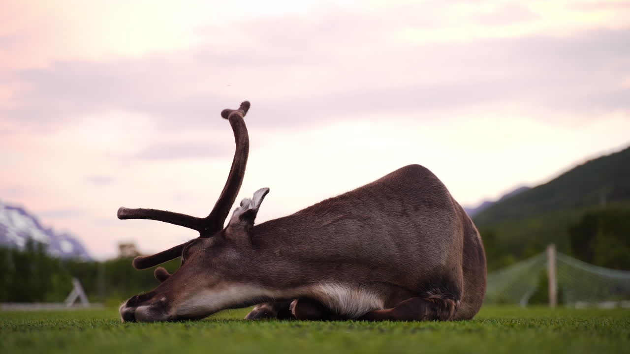 renos dormidos molestos por las moscas