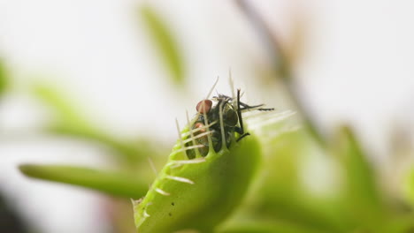 Venus-Flytrap-plant-with-trapped-house-fly