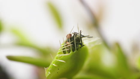 Venusfliegenfalle-Mit-Gefangener-Stubenfliege