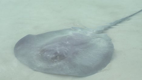 Ein-Schöner-Stachelrochen,-Der-Im-Meerwasser-Schwimmt