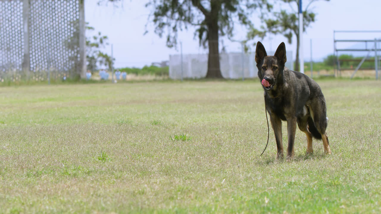 목자 개는 피드 4k에 서 있습니다.
