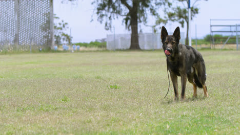 Schäferhund-Steht-Im-Feld-4k