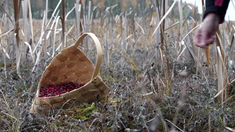 female hand drops currants into wicker basket