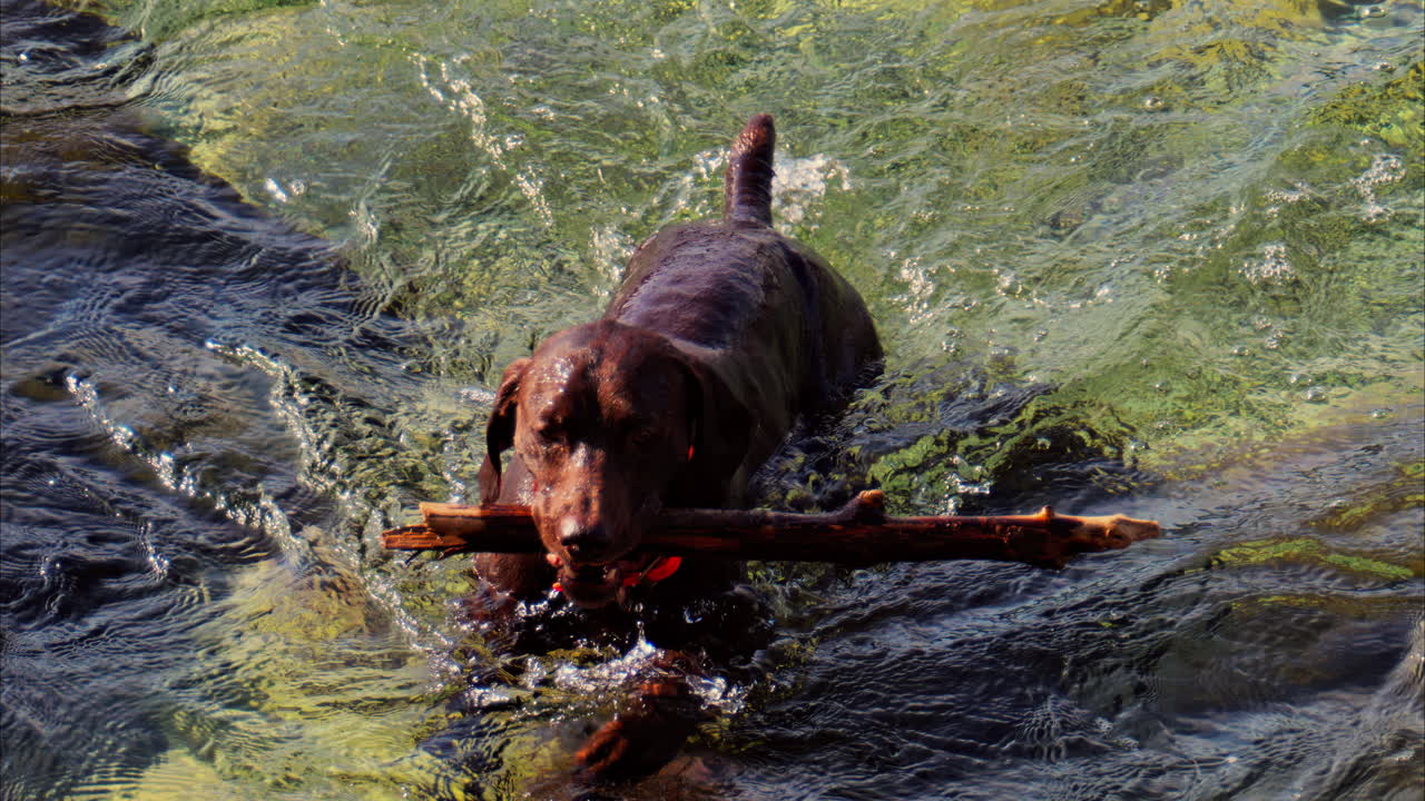Close up of a brown dog holding a big stick, swimming in the crystal clear water