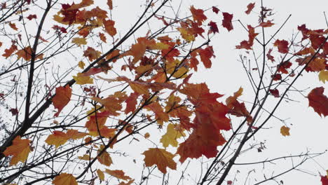 fall season leaves blowing in the wind maple leaves