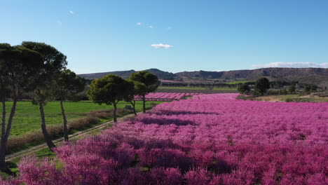 Paisaje-Con-Campo-De-árboles-En-Flor-Rosa-Y-Cielo-Azul-Agricultura-España