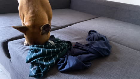 bulldog francés mordiendo y tratando de desgarrar la ropa de los dueños en el sofá