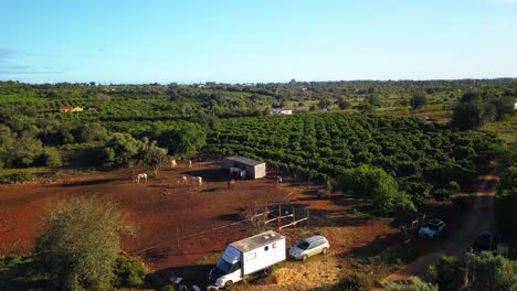 Arial-shot-of-a-horse-farm-in-algarve,-south-of-portugal-between-orange-trees