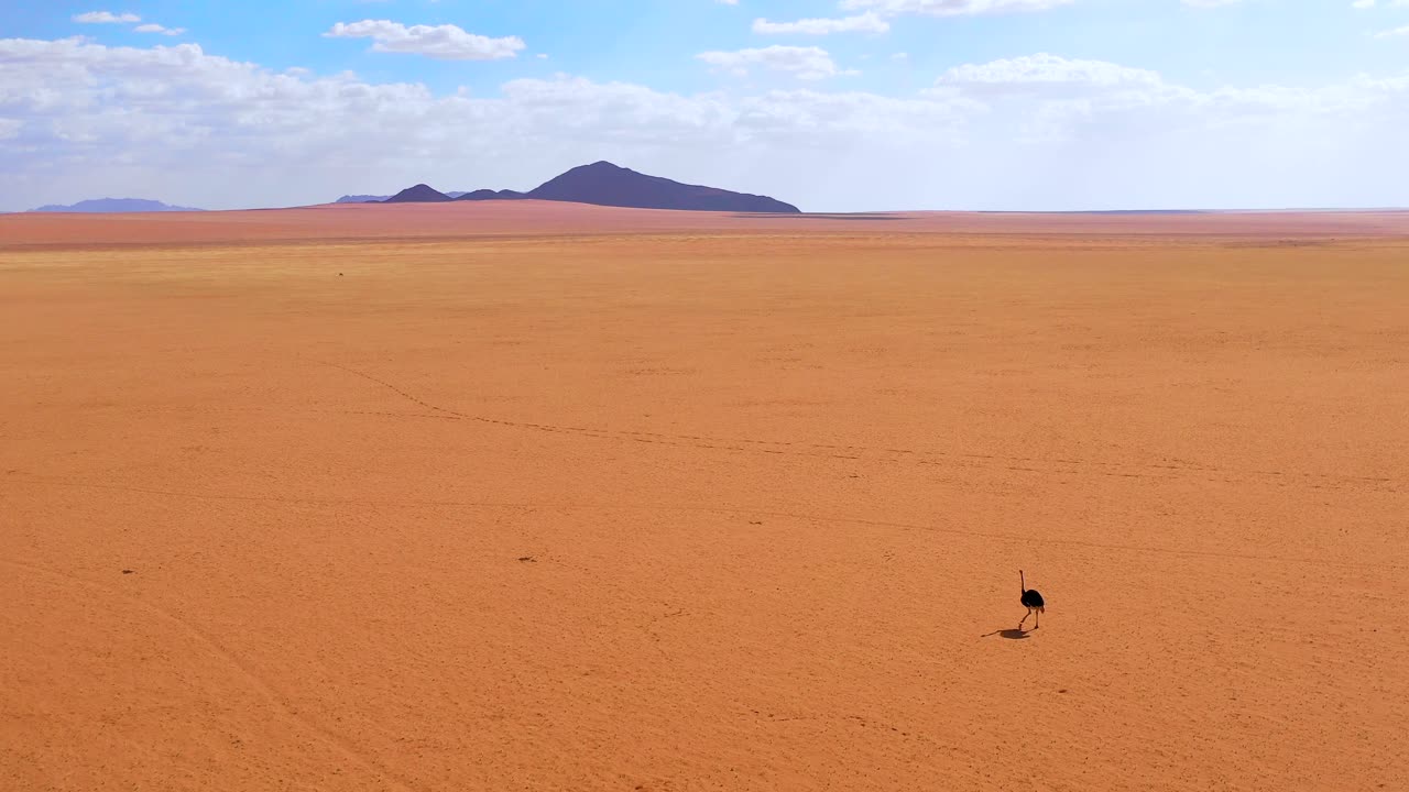 매우 외로운 타조가 나미브 사막 나미비아 3의 아프리카 평원을 걷는 것처럼 공중