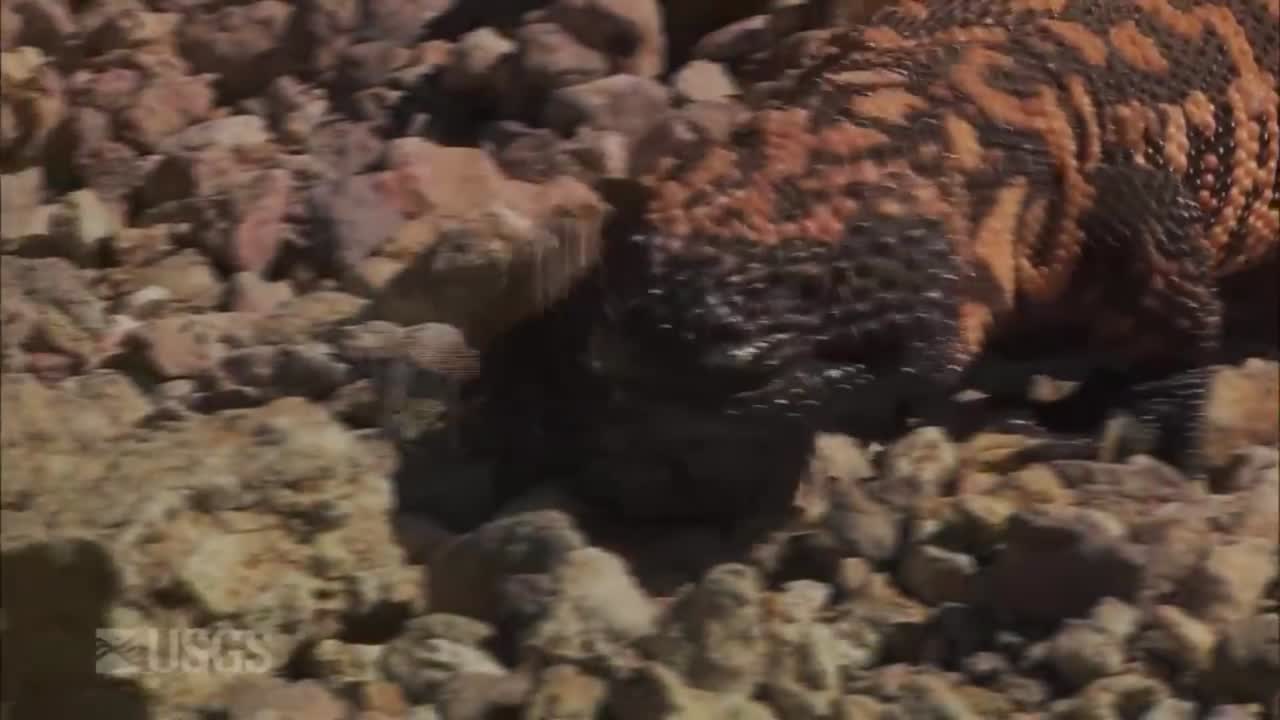 길라 괴물이 땅을 기어다닌다