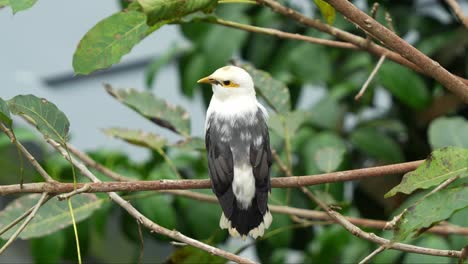 Wild-black-winged-myna,-acridotheres-melanopterus-with-a-mask-like-patch-of-bare-yellow-skin-around-the-eyes-perched-on-tree-branch,-tail-quivering,-close-up-shot