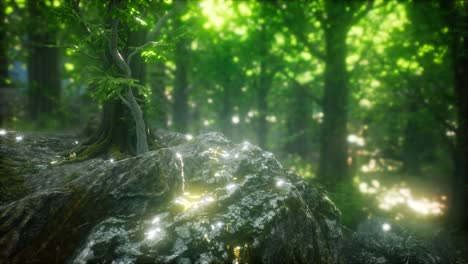 sun light in the green forest