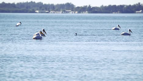 Flock-of-White-Pelicans-swim-on-bay,-Cormorant-pops-its-head-up-in-between-them