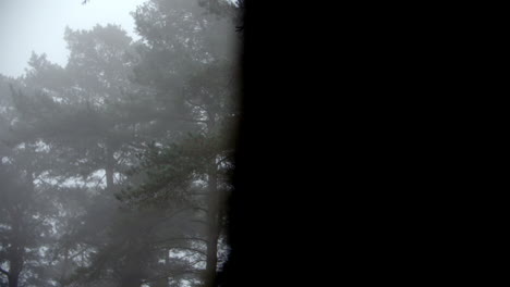 autumn woodland on a misty morning