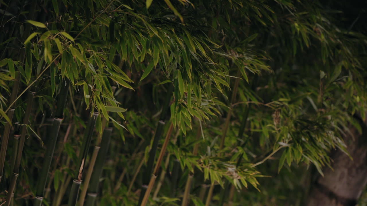 denso bosque de bambú con frondoso follaje verde, creando un entorno sereno y natural