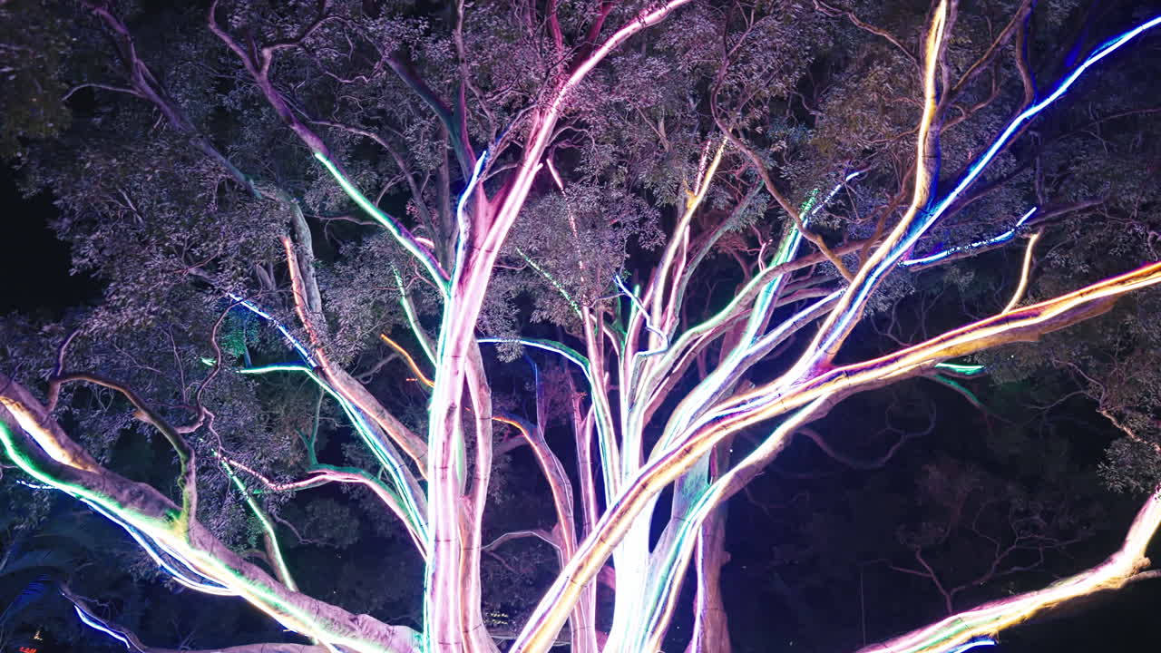Neon Lights along Large Tree Branches Illuminated at Night in Sydney in Slow Motion