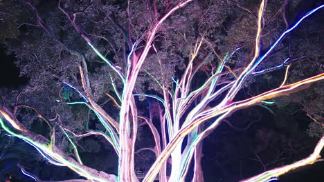 neon lights along large tree branches illuminated at night in sydney in slow motion