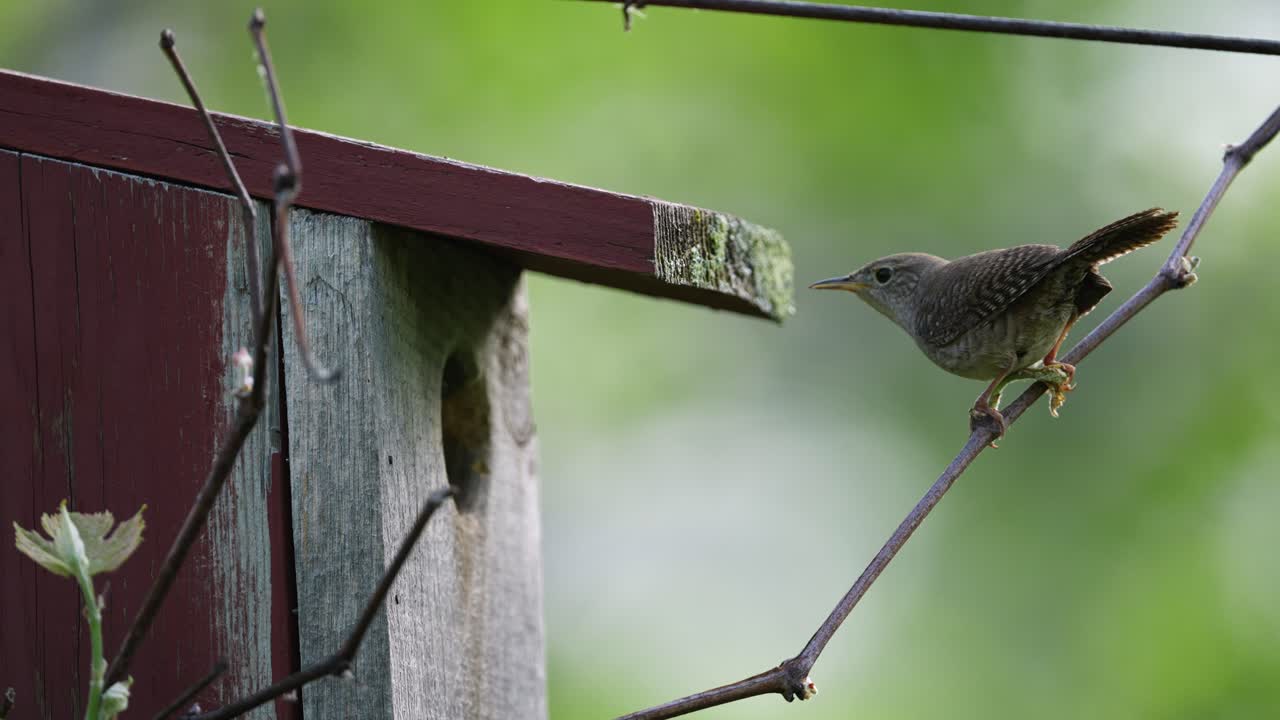 un reyezuelo mira dentro de una caja de nidos de pájaros y vuela a una rama cercana repetidamente