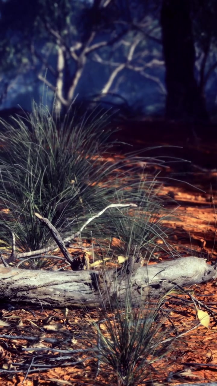 Sentiero nel bosco con foglie e ombre nella luce del pomeriggio