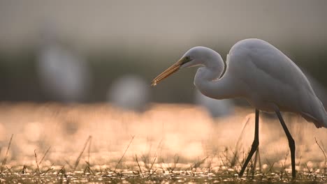 great egret hunting fish  in backlight