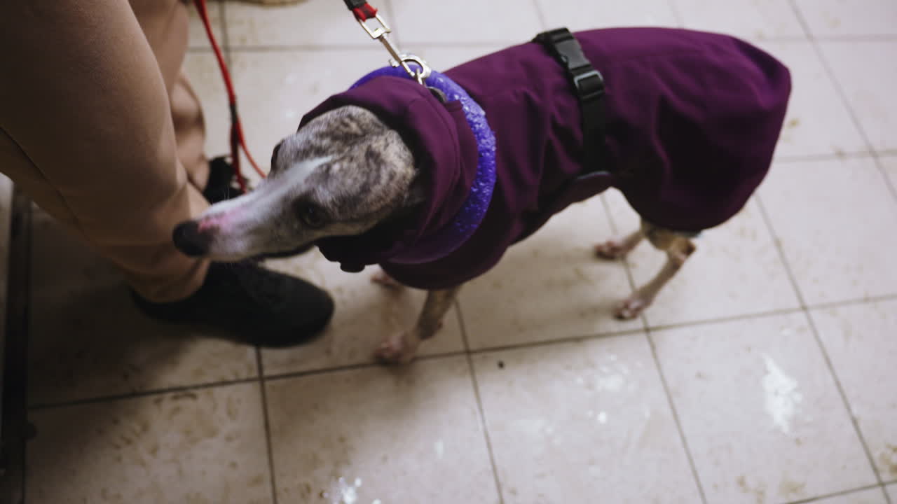 Dog wearing purple coat standing indoors on tiled floor, leash held by person in brown pants and black shoes, looking up with alert expression after walk in snowy weather, floor wet from melted snow