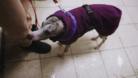 dog wearing purple coat standing indoors on tiled floor, leash held by person in brown pants and black shoes, looking up with alert expression after walk in snowy weather, floor wet from melted snow