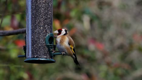 goldfinch,  carduelis carduelis, on hanging feeder. uk