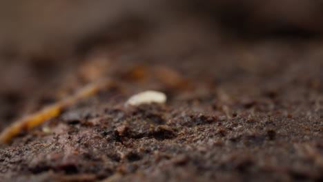 tiny white isotoma springtail walking across earth floor