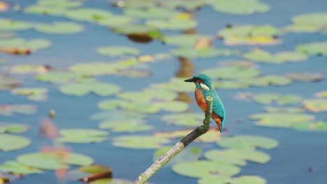 slow motion view of kingfisher in friesland netherlands perched over pond with lily pads in background looks out over water