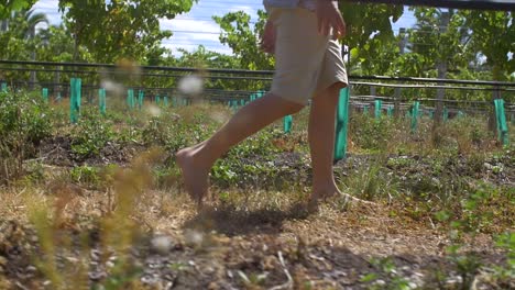 young boy walking barefoot through vineyard