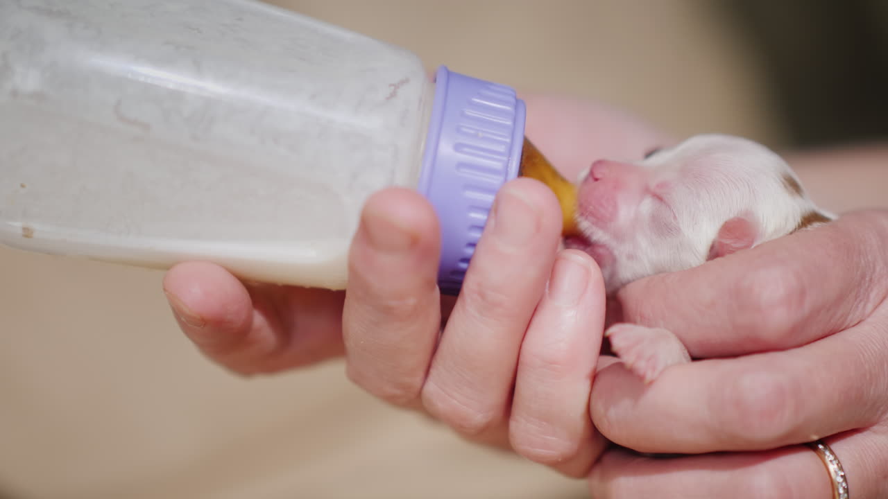 mujer alimenta leche a un cachorro recién nacido de la botella 03