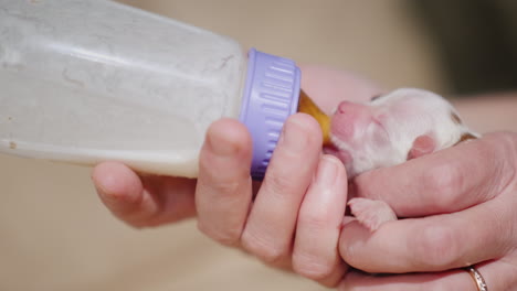 Woman-Feeds-Milk-To-A-Newborn-Puppy-From-Bottle-03