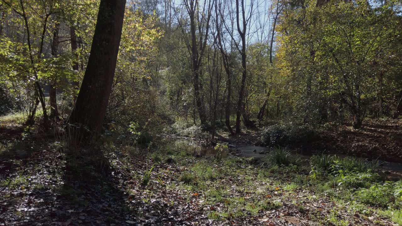 Mediterranean forest sunlight filtering through autumn trees, illuminating gently flowing creek with surrounding golden green foliage, casting soft shadows across pristine woodland landscape