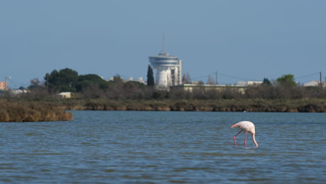 flamingo eating in a pond palavas les flots in background france mediterranean