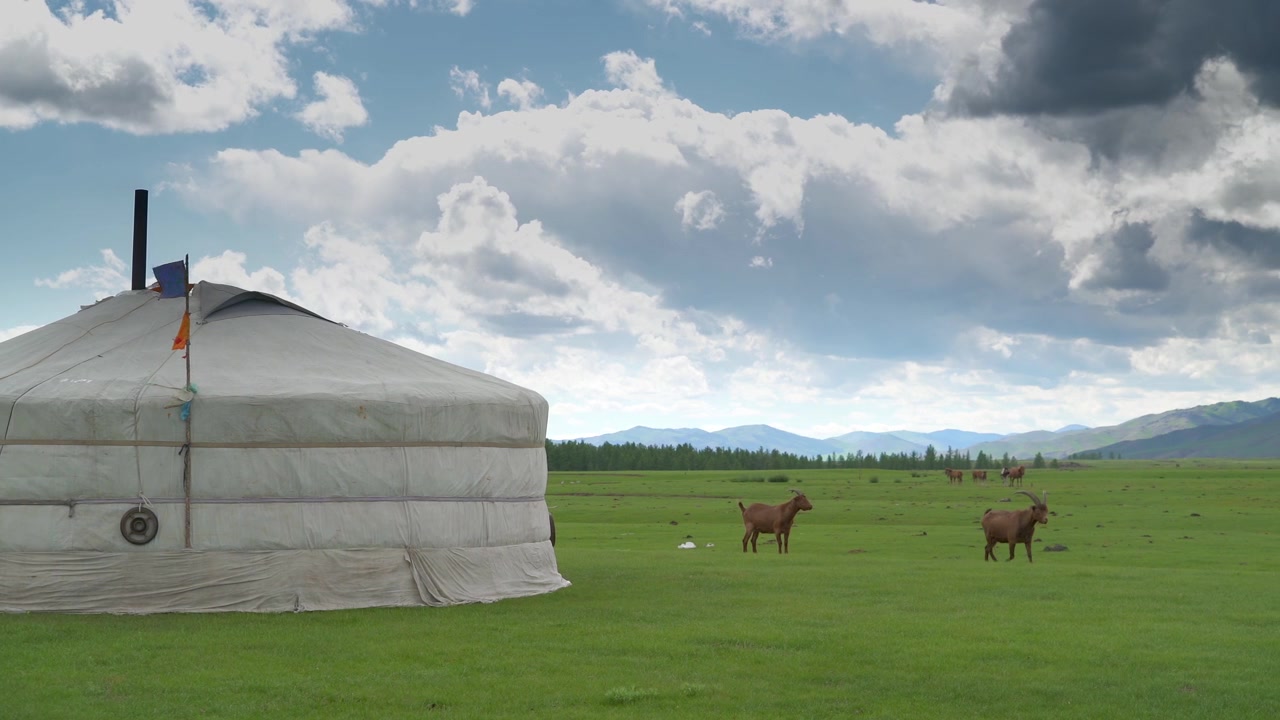 Traditionell mongolisk jurta på en grön grässlätt med betande getter
