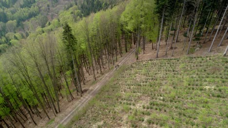 Group-of-friends-walks-through-a-forest-in-the-mountains-along-a-path-on-a-spring-sunny-day