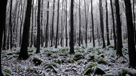 autumn and winter forest landscapes