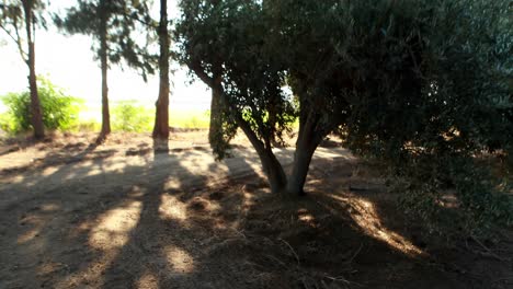 hombre corriendo en una granja de olivos