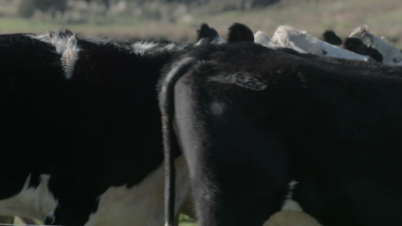 Herd of black and white long fur cows, medium close up