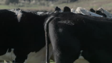 Herd-of-black-and-white-long-fur-cows,-medium-close-up