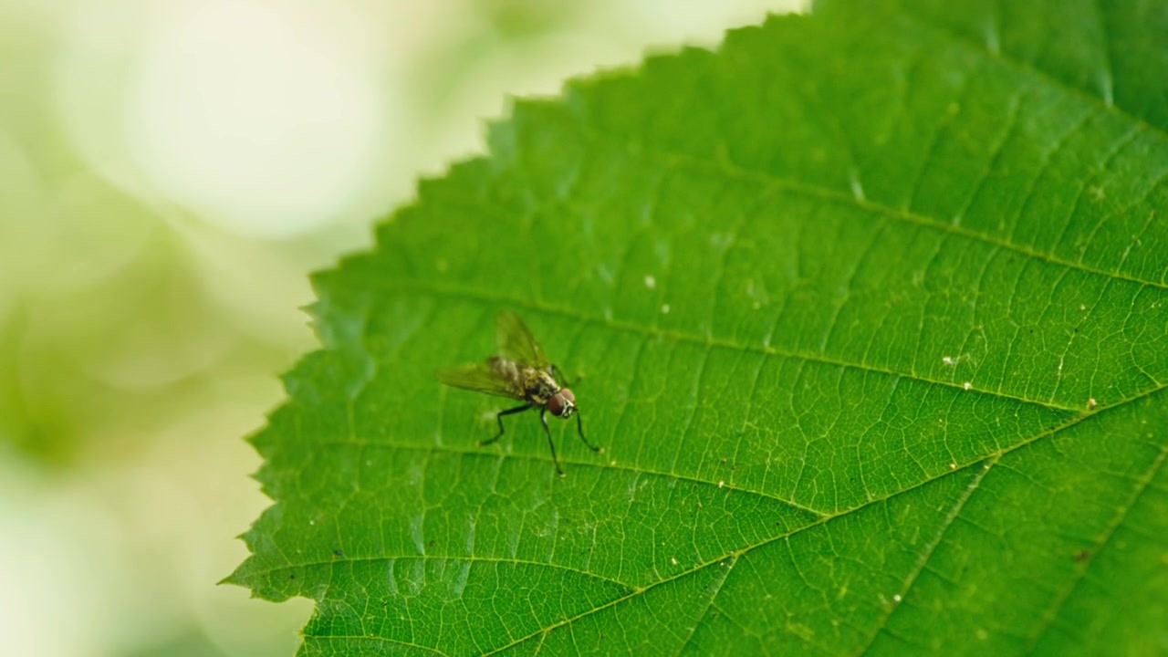 Primo piano macro di una mosca brachicera (Delia coarctata) che si pulisce su una foglia verde a Remscheid, Renania Settentrionale-Vestfalia, Germania. Comportamento di pulizia alla luce naturale del sole.