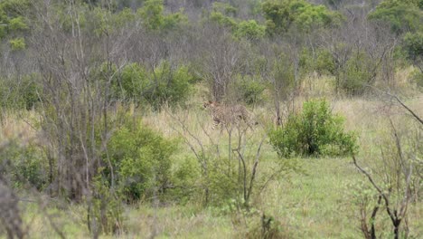 Una-Joven-Guepardo-Camina-Cautelosamente-A-Través-De-Densas-Acacias,-Buscando-Presas,-Kruger,-Acinonyx-Jubatus-Jubatus