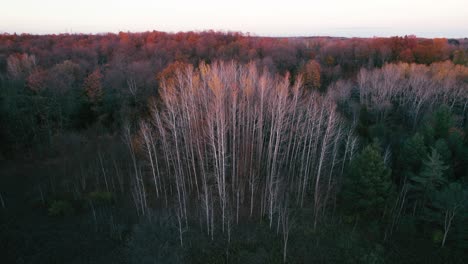 Colorful Fall Forest with yellow capped birch trees in a moody sunset landscape, Aerial view from above