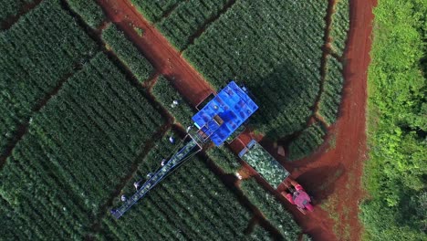 Aerial-top-down-rising-over-conveyor-belt-and-workers-during-pineapple-harvest,-Upala-in-Costa-Rica