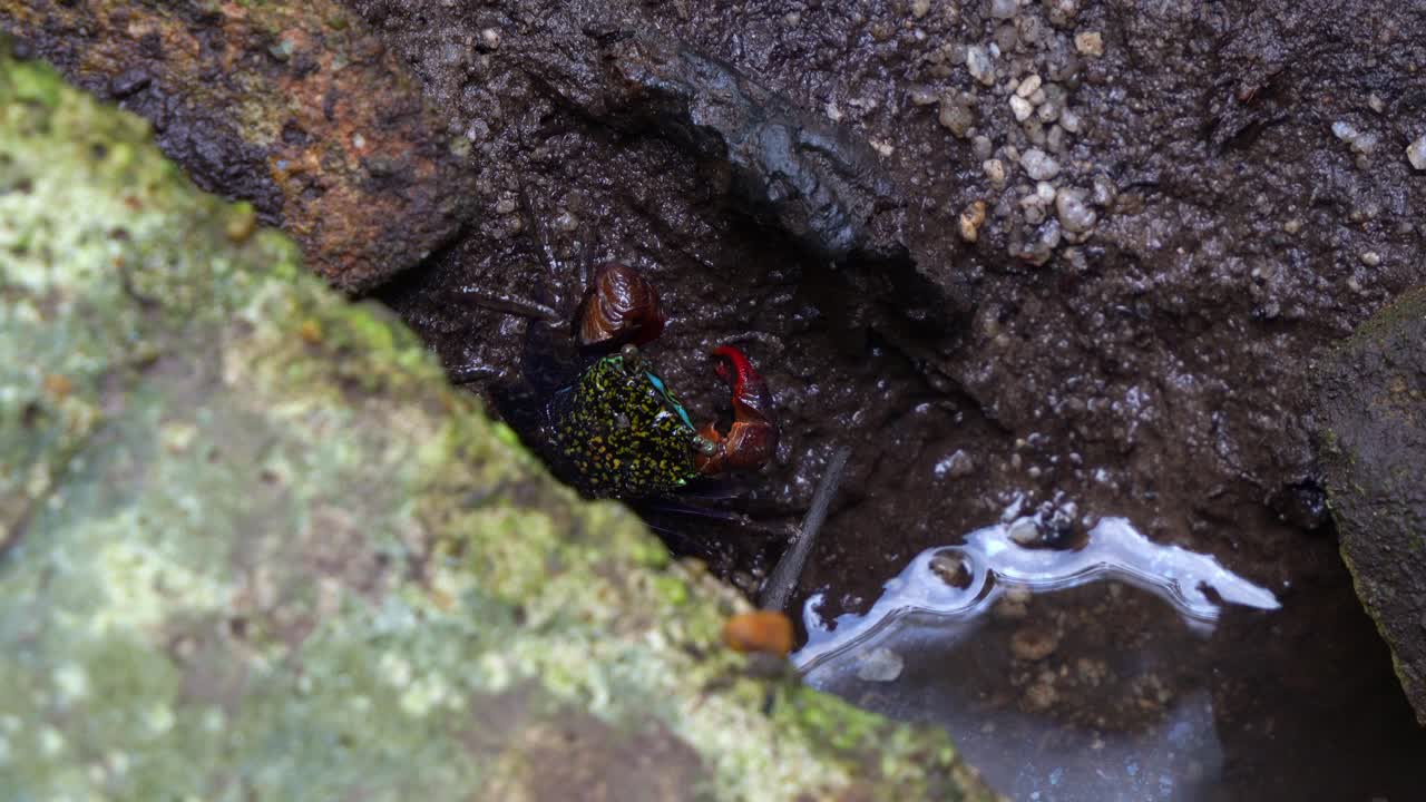 el cangrejo de cara anillada se alimenta en los pantanos de manglares entre dos rocas, fotografía de cerca capturando a la criatura marina durante el período de marea baja