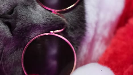 a cat in a santa claus costume and sunglasses is dancing at a disco british christmas cat a cat in a santa claus costume and sunglasses is dancing at a disco british christmas cat